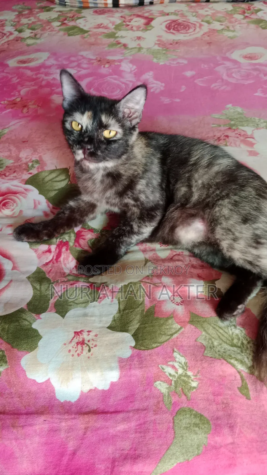 1+ year Female Mixed Breed Persian