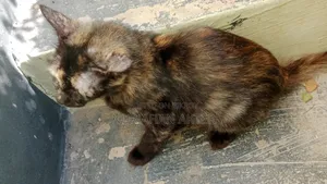 1+ year Female Mixed Breed Persian