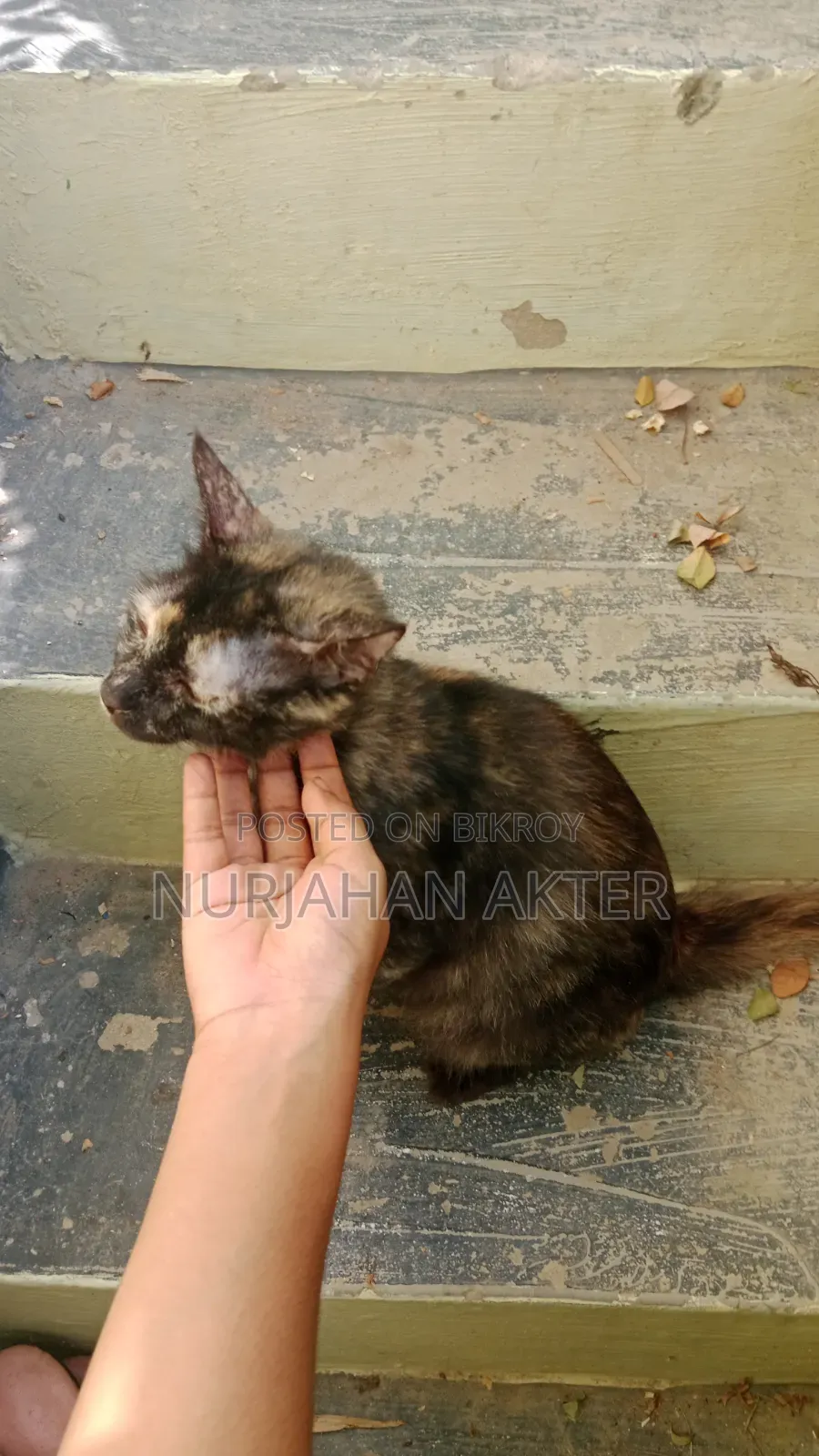 1+ year Female Mixed Breed Persian