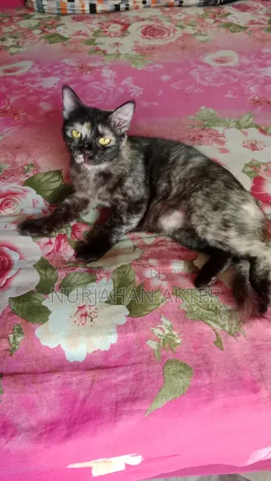 1+ year Female Mixed Breed Persian