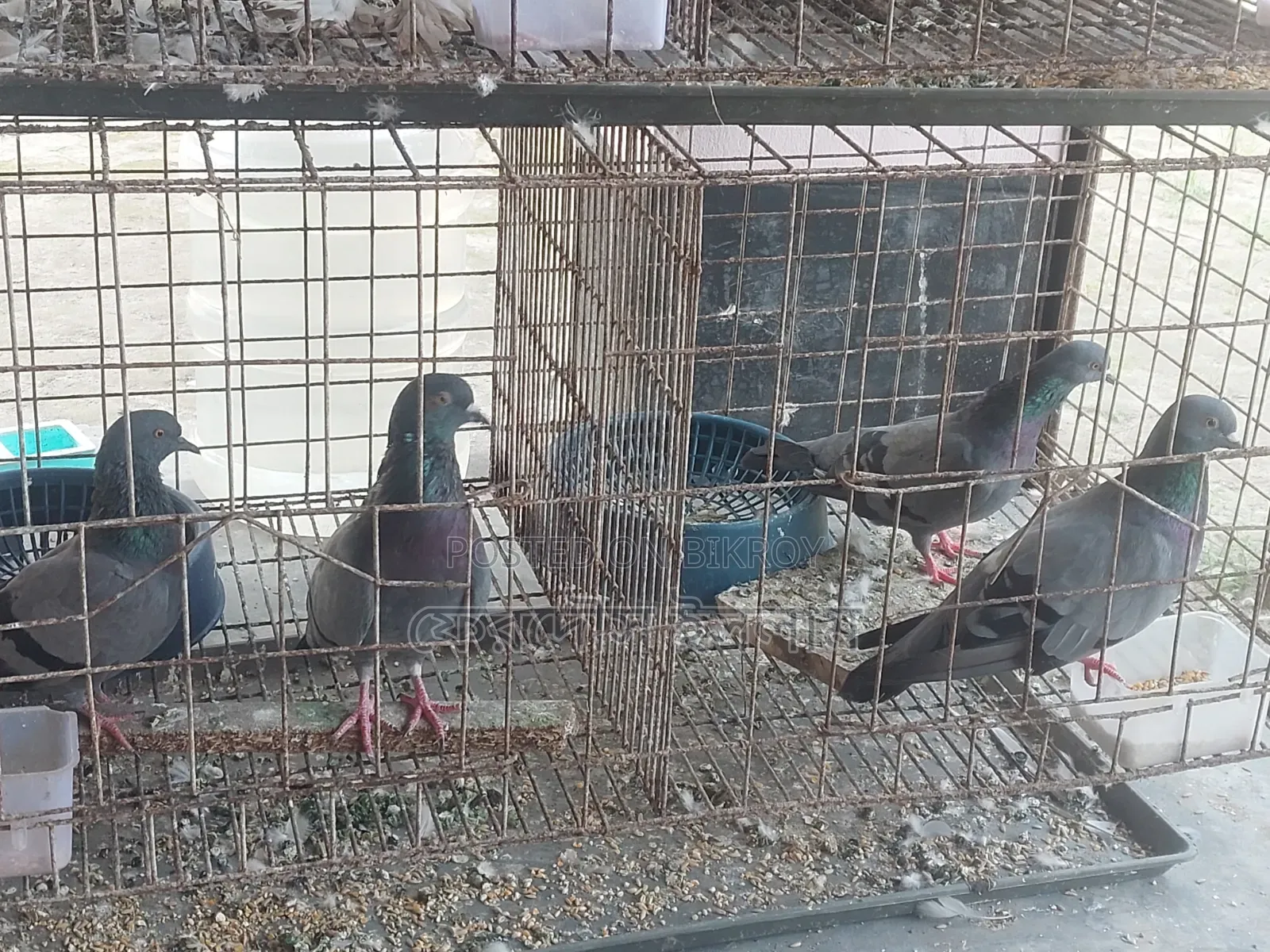 Two pairs of Buno pigeons