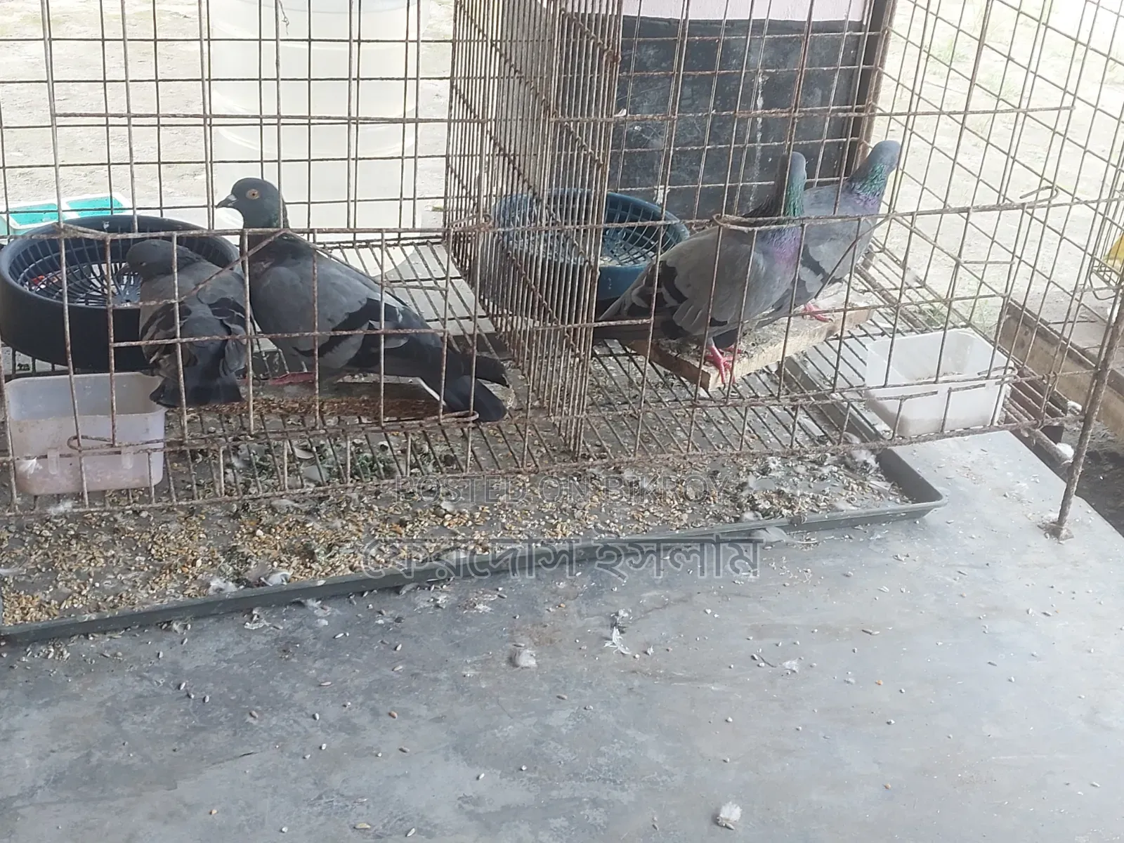 Two pairs of Buno pigeons