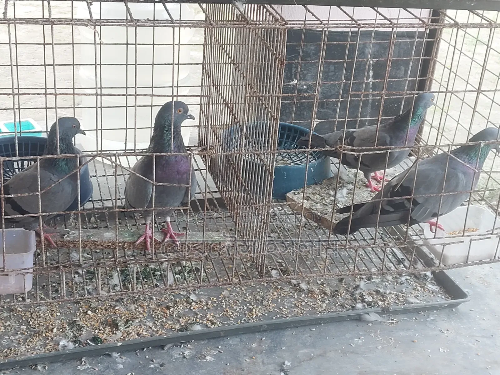 Two pairs of Buno pigeons
