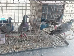 Two pairs of Buno pigeons