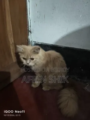 3-6 months Male Purebred Persian
