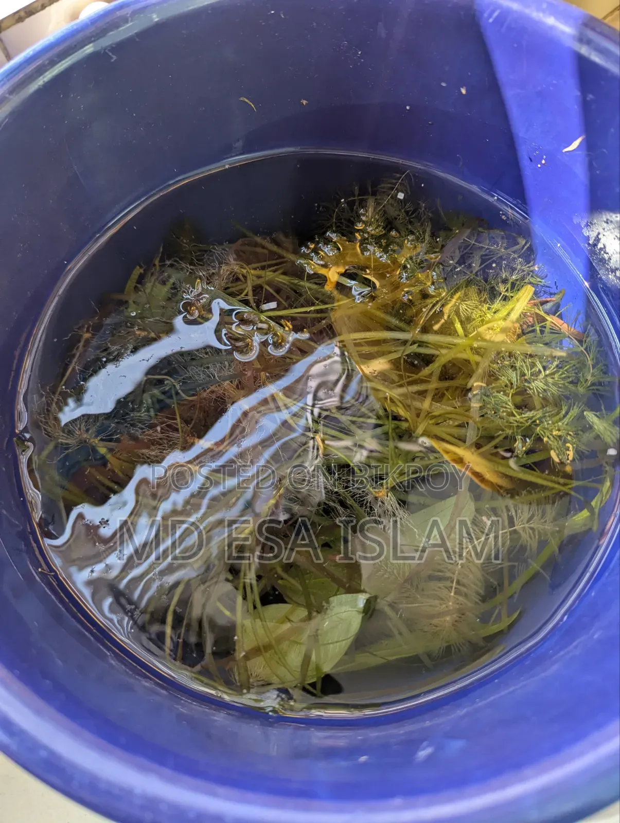 2 Feet Aquarium