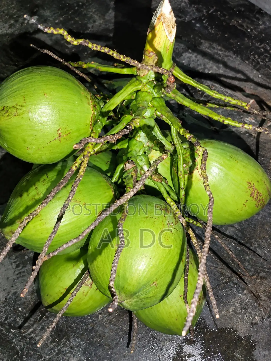 Fresh Green Coconut for Sale | Large Size Water-Filled Tender Coconut |