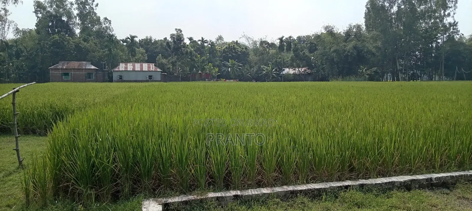 জমি বিক্রয় হবে রাস্তা ৬ ফিট ১২ শতক ও ৮ ফিট ১০ শতক