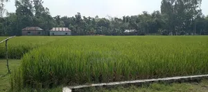 জমি বিক্রয় হবে রাস্তা ৬ ফিট ১২ শতক ও ৮ ফিট ১০ শতক