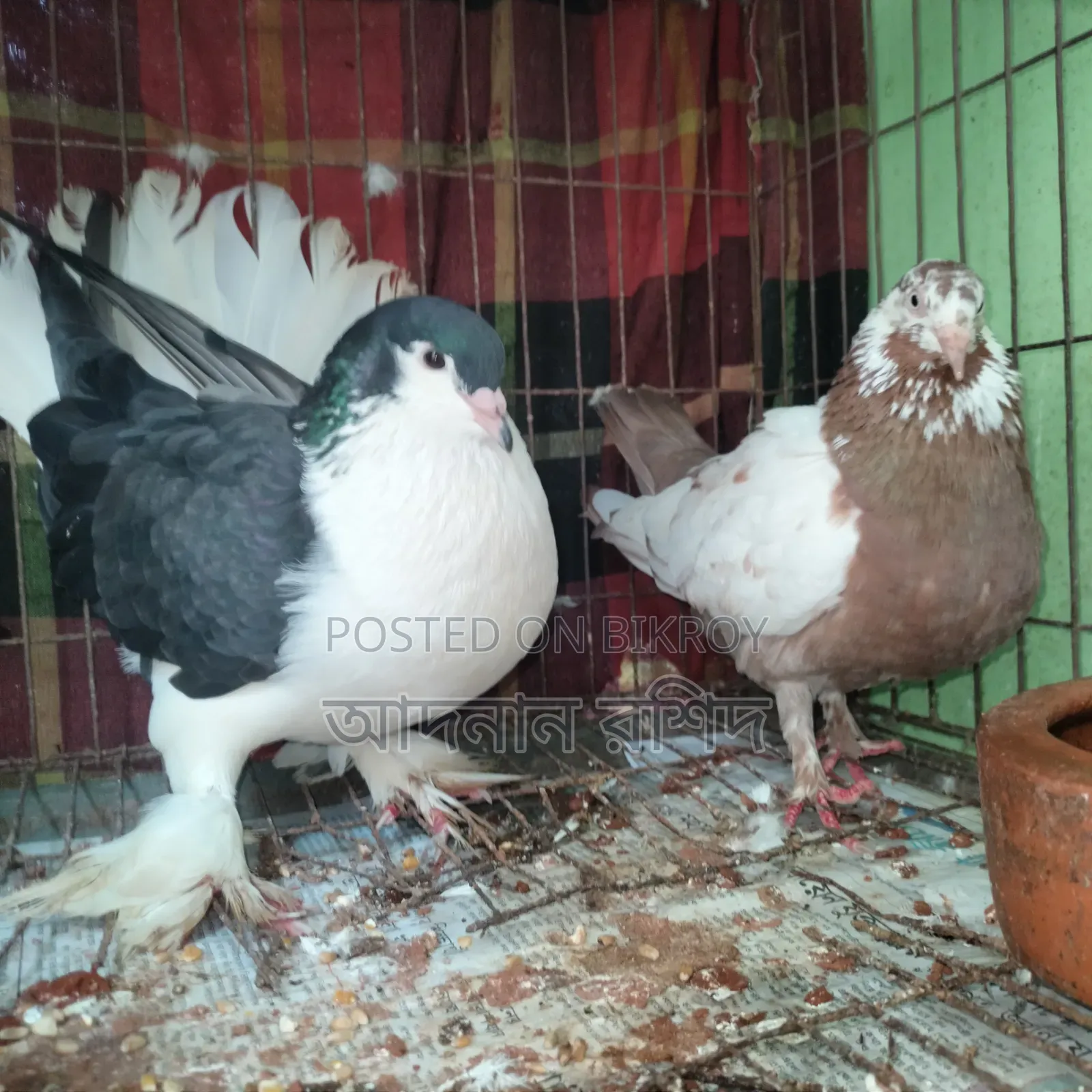 সিরাজি নর গিরিবাজ মাদি জোড়া