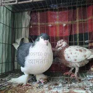 সিরাজি নর গিরিবাজ মাদি জোড়া