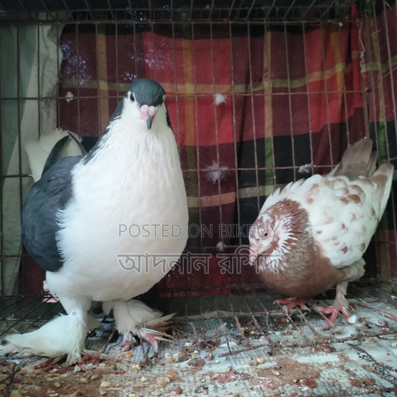 সিরাজি নর গিরিবাজ মাদি জোড়া