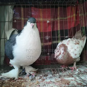 সিরাজি নর গিরিবাজ মাদি জোড়া