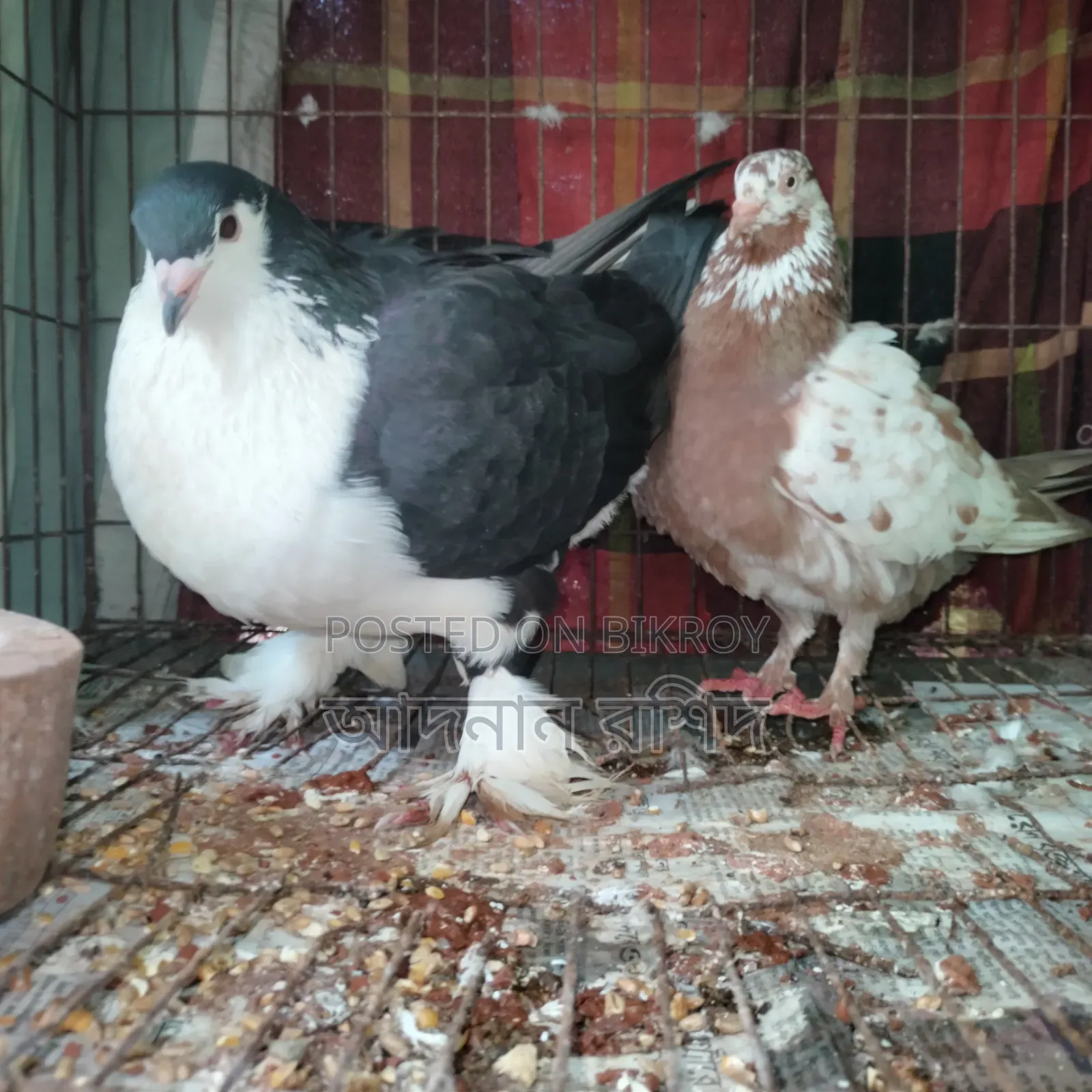সিরাজি নর গিরিবাজ মাদি জোড়া