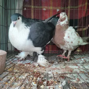 সিরাজি নর গিরিবাজ মাদি জোড়া