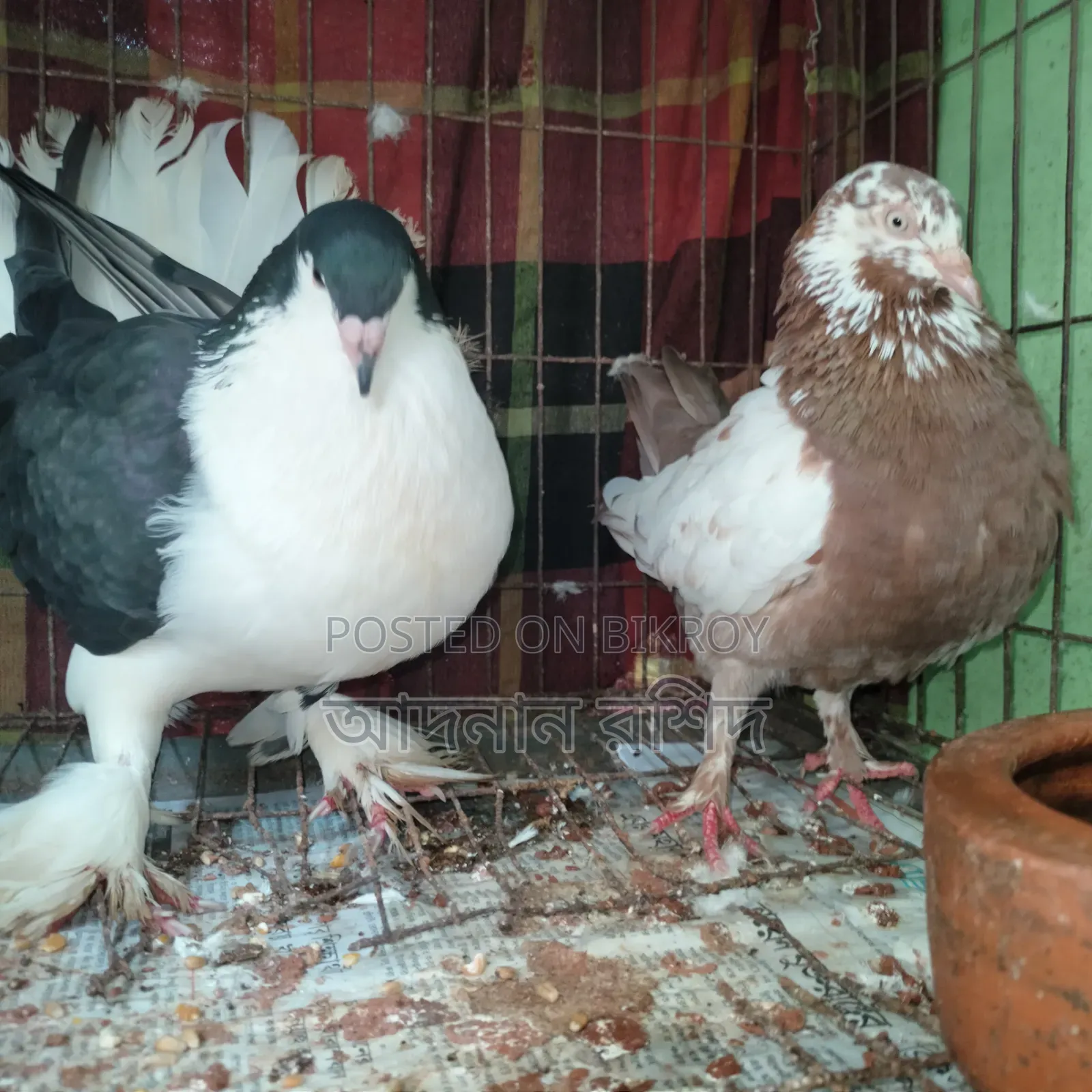 সিরাজি নর গিরিবাজ মাদি জোড়া