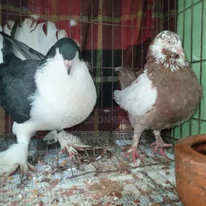 সিরাজি নর গিরিবাজ মাদি জোড়া