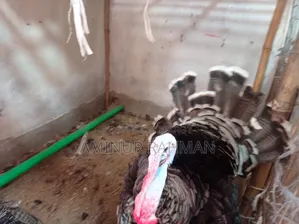 Turkeys, Chicks, and Eggs