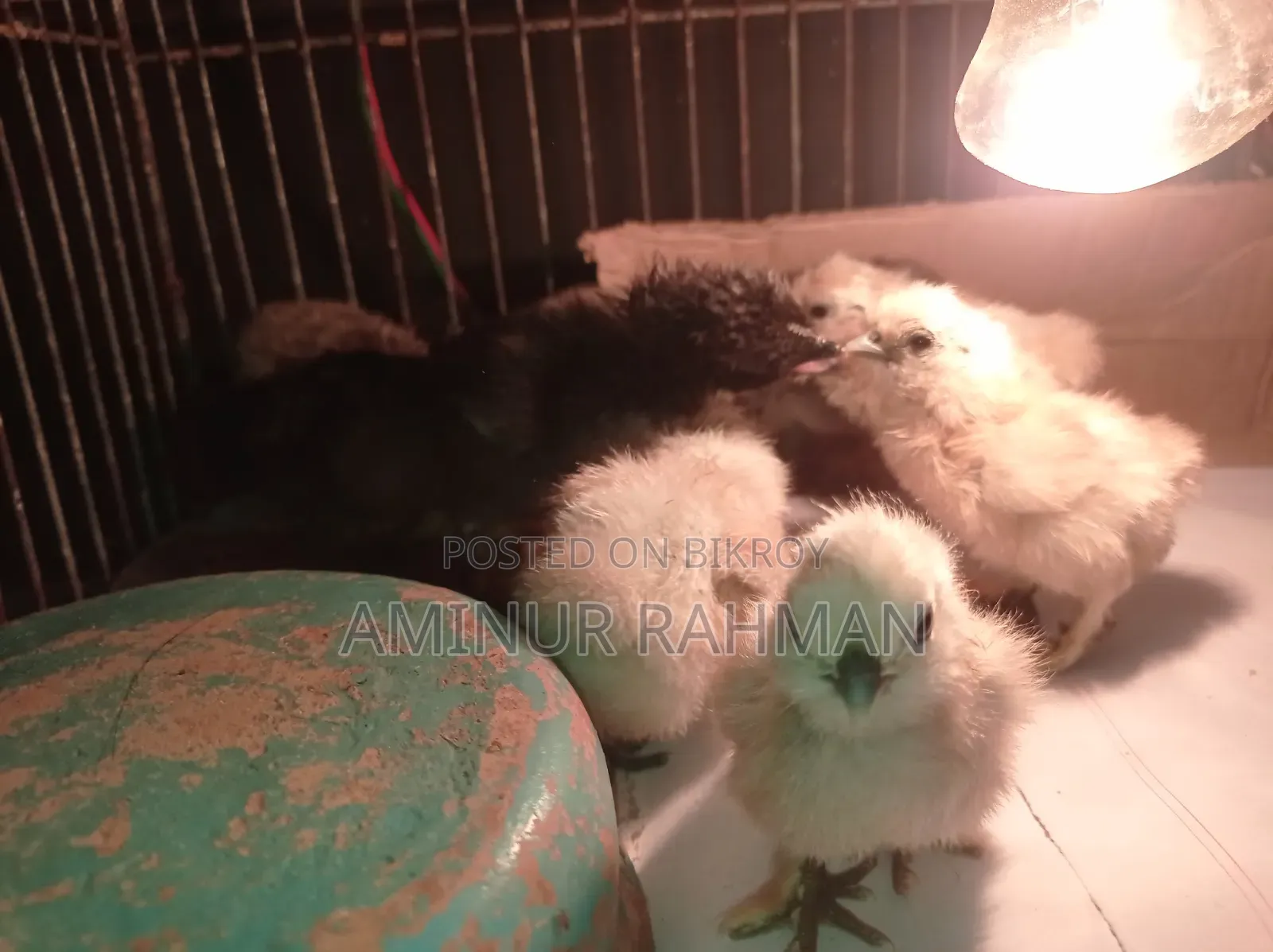 টার্কি ও বাচ্চা ও ডিম