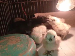 টার্কি ও বাচ্চা ও ডিম