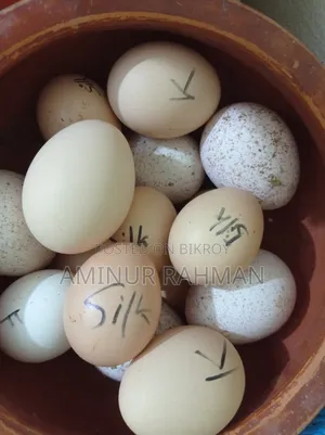 টার্কি ও বাচ্চা ও ডিম
