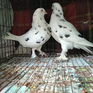 Sirazi Cross Pair