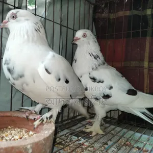 Sirazi Cross Pair