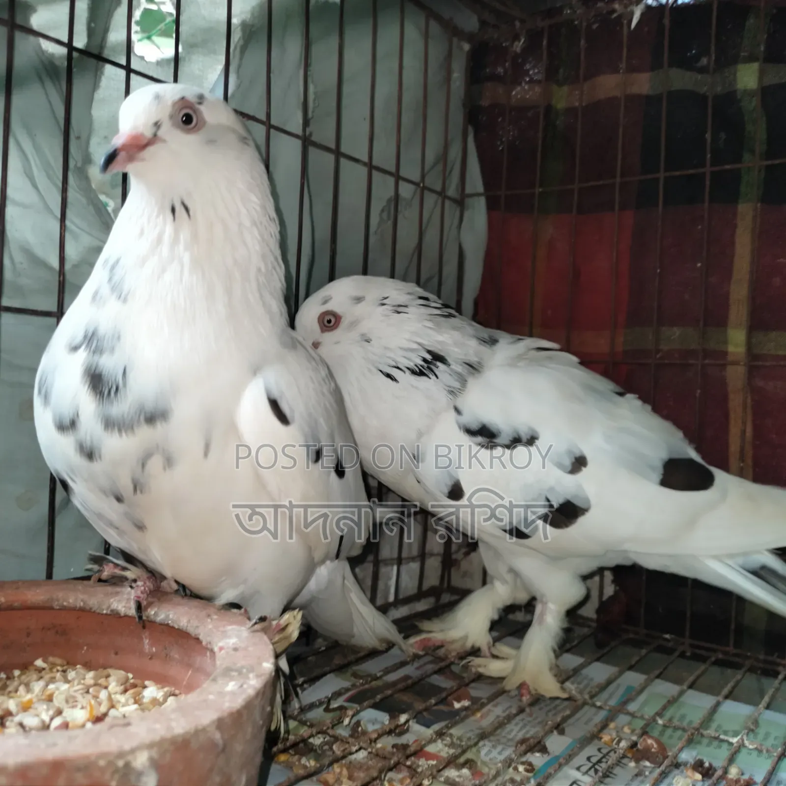 Sirazi Cross Pair