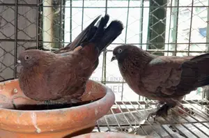 Chila Pigeon