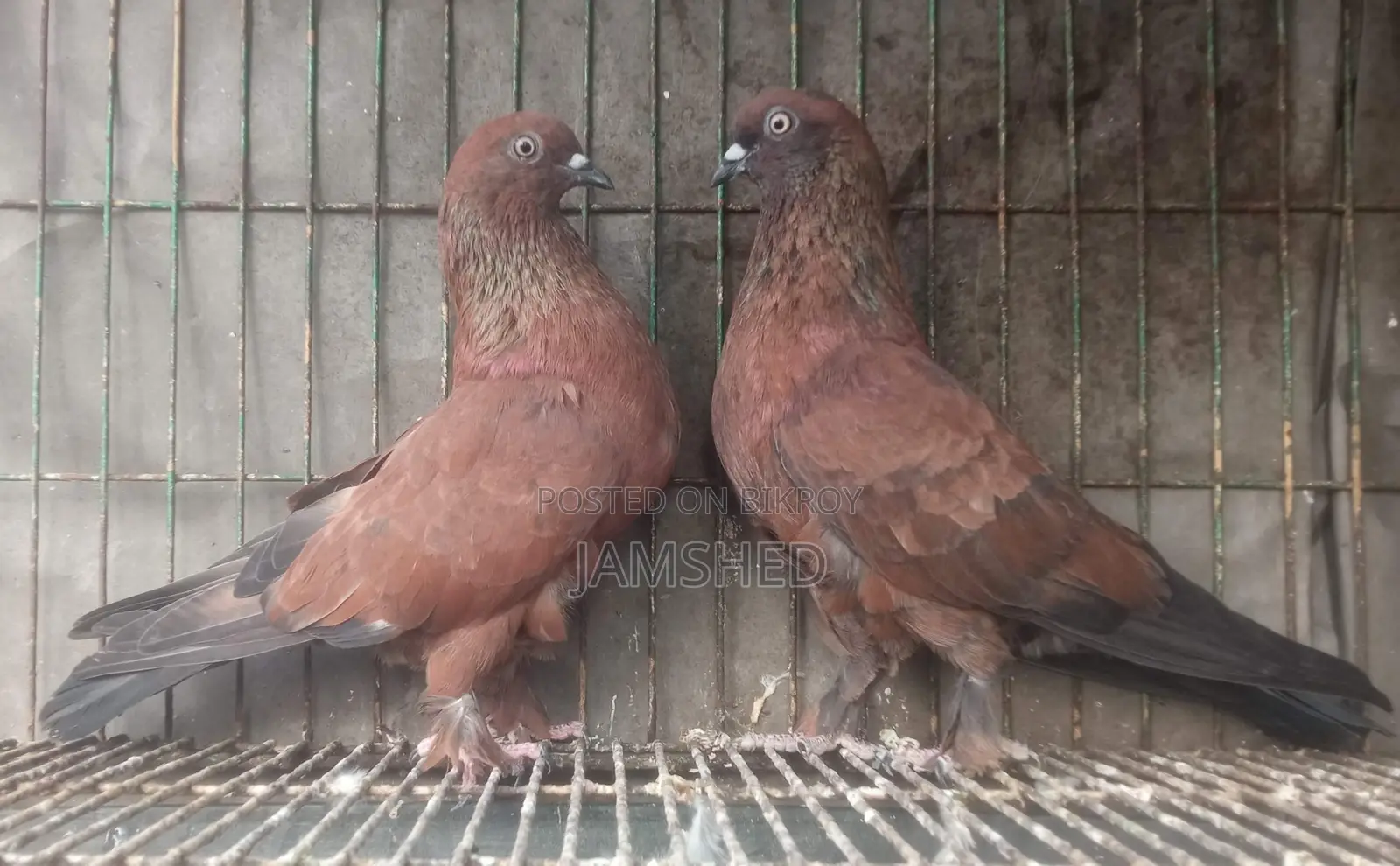 চিলা কবুতর