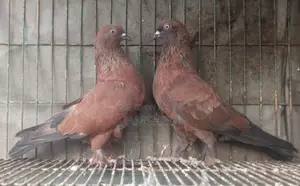 চিলা কবুতর