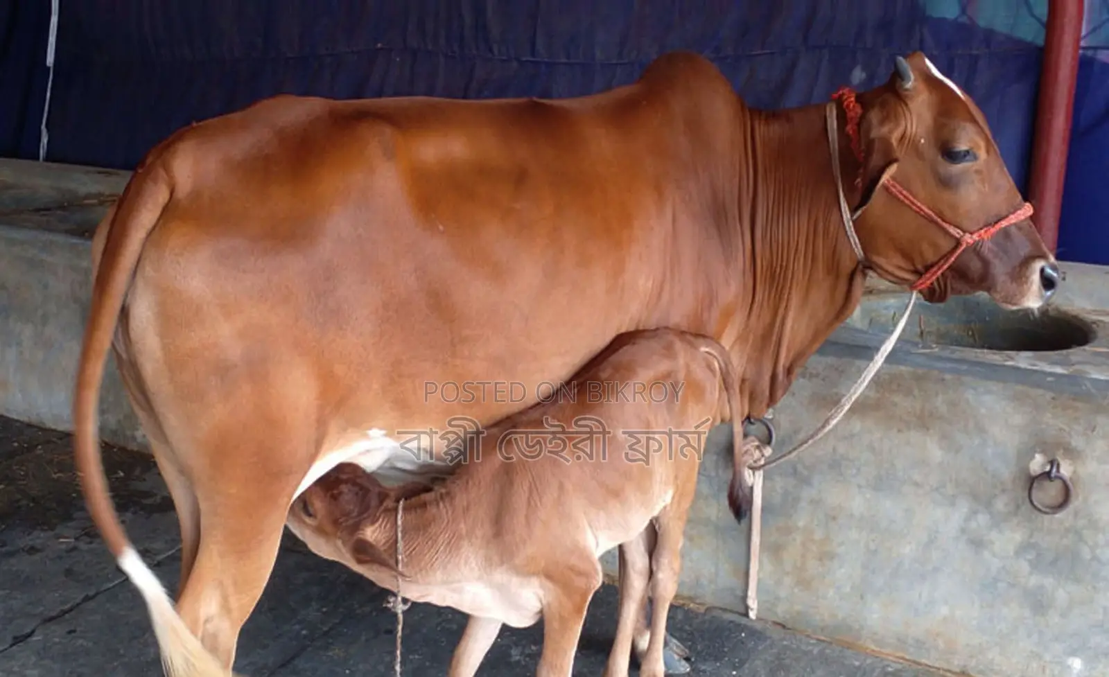 Cow number 1793 is for sale.