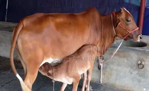 Cow number 1793 is for sale.