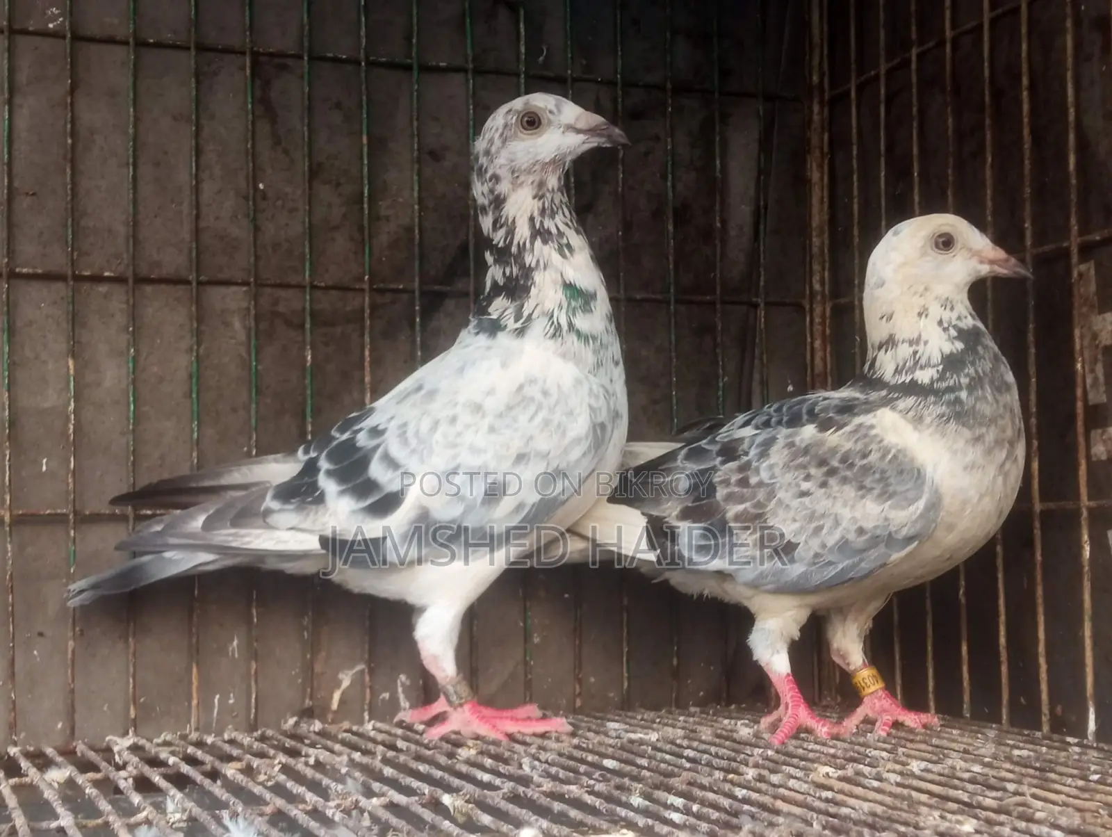 Grizzle Pair