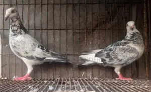 Grizzle Pair