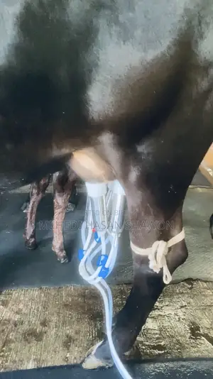 Cow Milking Machine