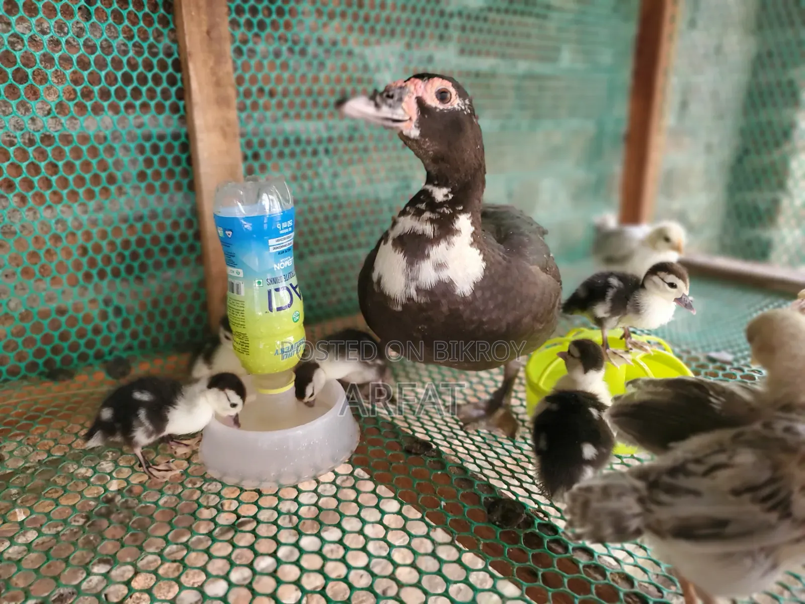 A mother Muscovy duck with 8 ducklings will be changed ownership.