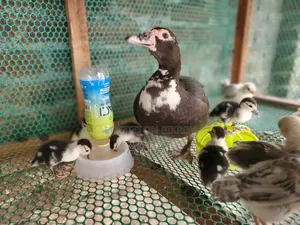 A mother Muscovy duck with 8 ducklings will be changed ownership.