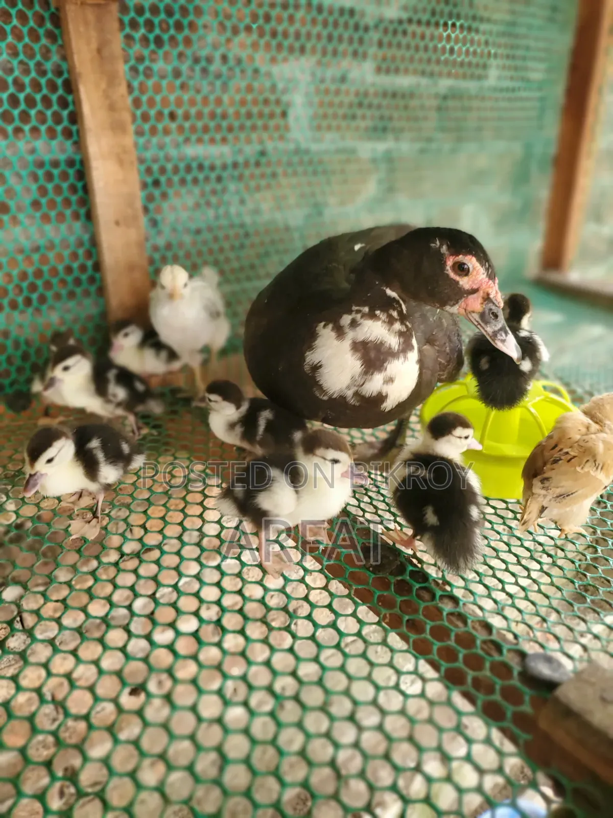 A mother Muscovy duck with 8 ducklings will be changed ownership.