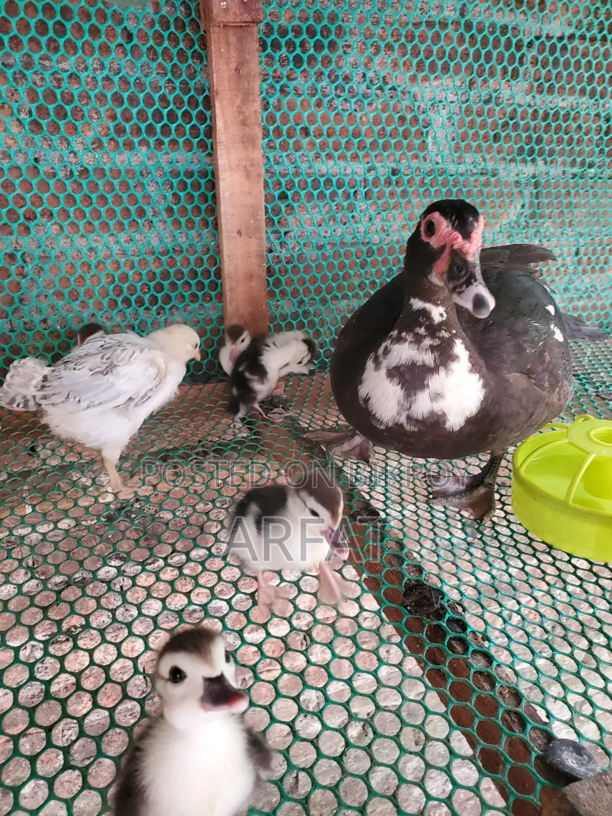 A mother Muscovy duck with 8 ducklings will be changed ownership.