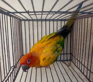 Pied Sun Conure Active Male DNA Tested