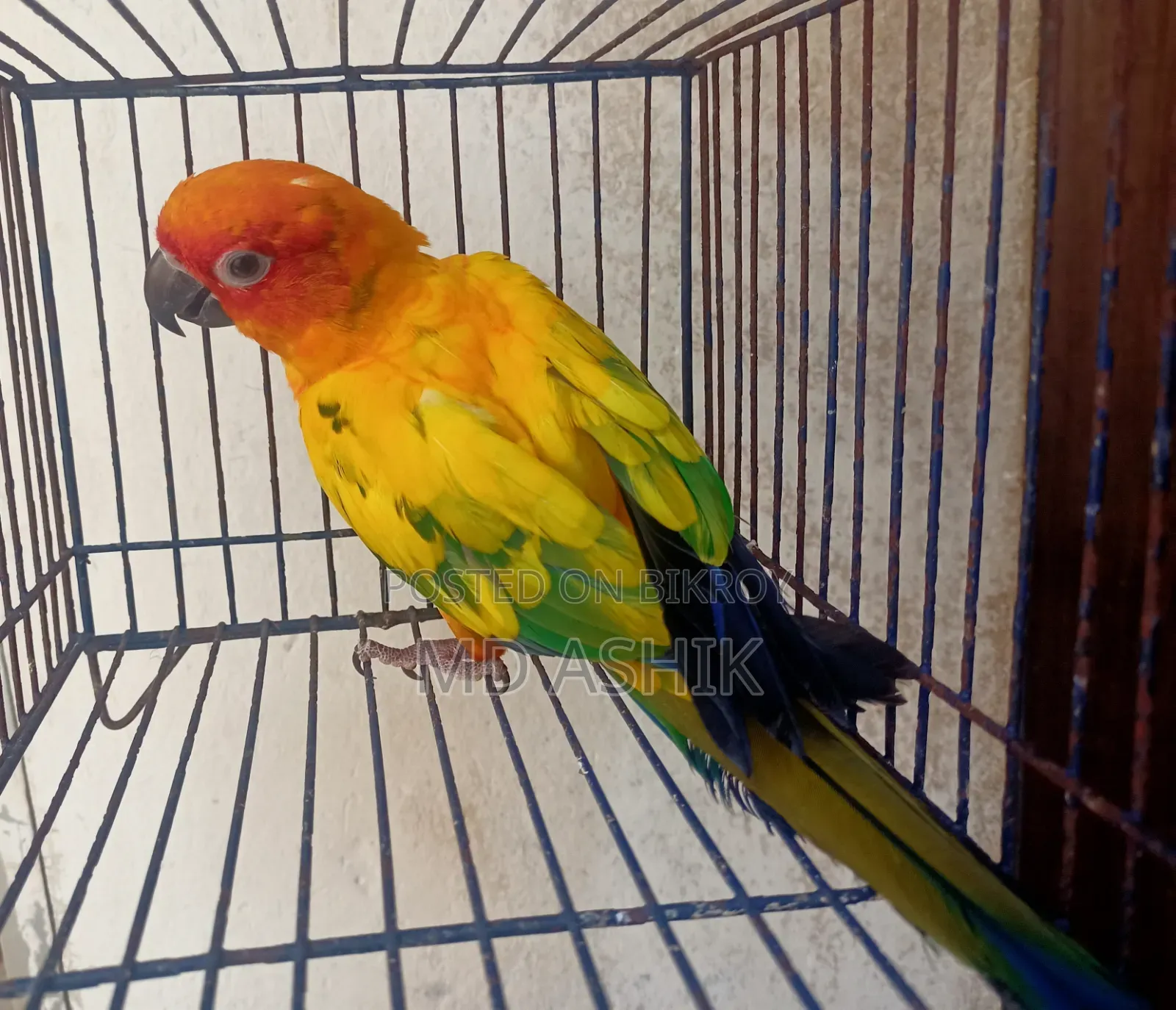 Pied Sun Conure Active Male DNA Tested
