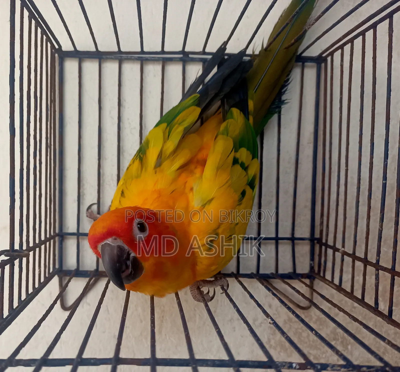 Pied Sun Conure Active Male DNA Tested