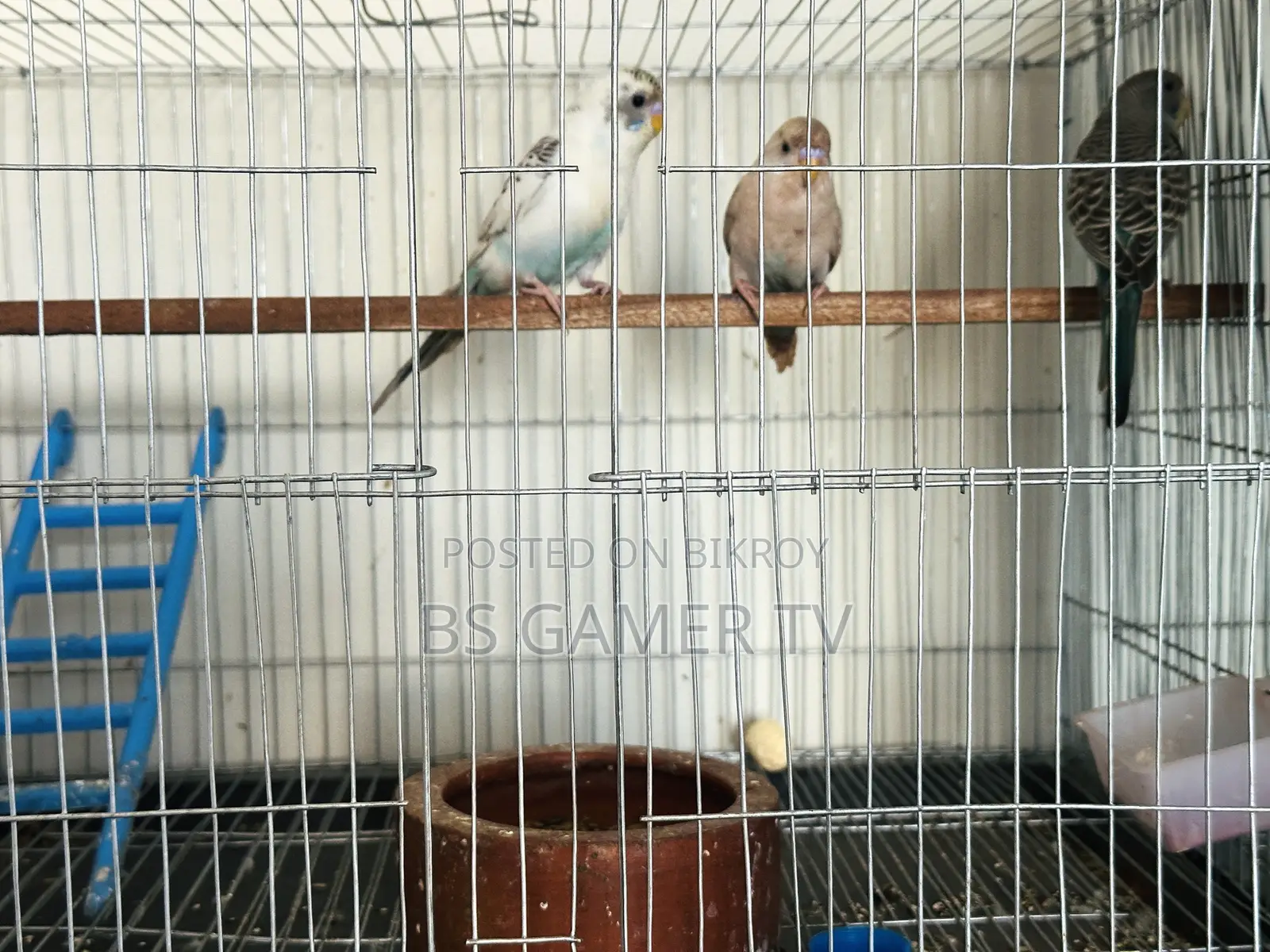 Budgerigar Bird for Sale