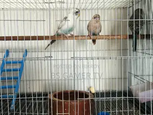 Budgerigar Bird for Sale