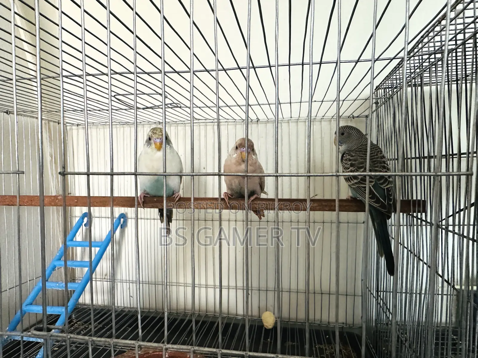 Budgerigar Bird for Sale