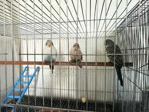 Budgerigar Bird for Sale
