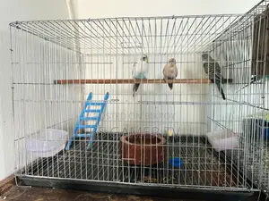 Budgerigar Bird for Sale