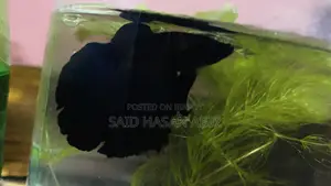 Thailand Import Betta Fish