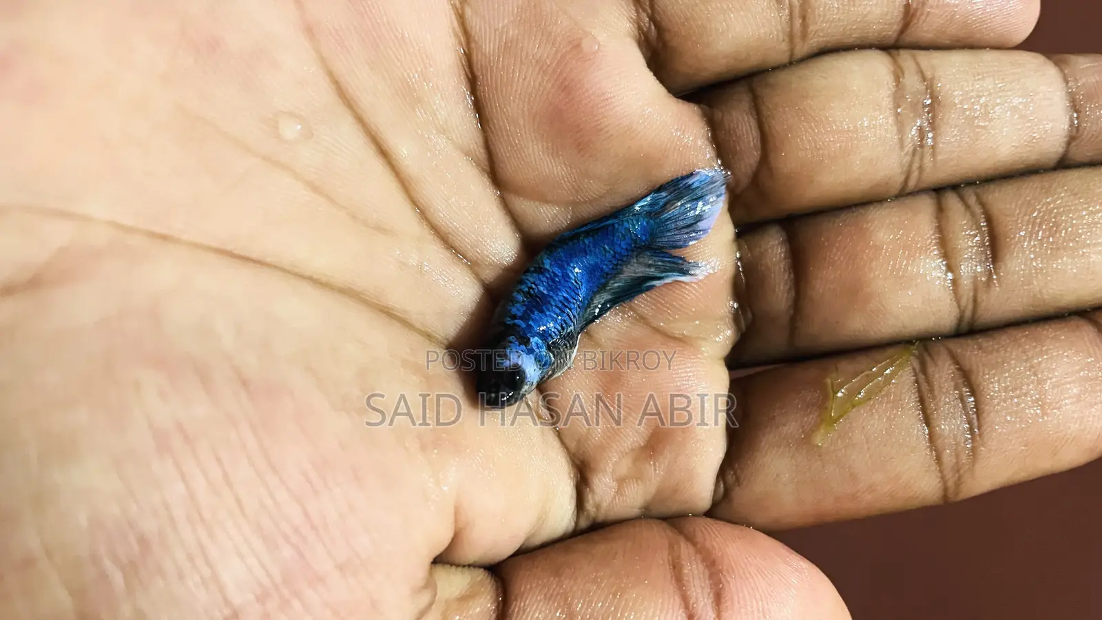 থাইল্যান্ড ইম্পোর্ট বেট্টা ফিশ